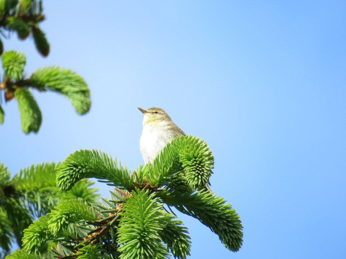 Willow Warbler - ML367511101