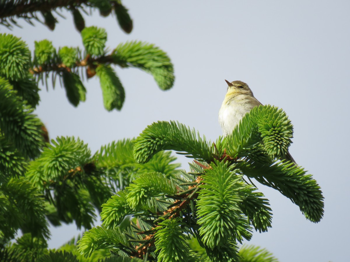 Willow Warbler - ML367511141