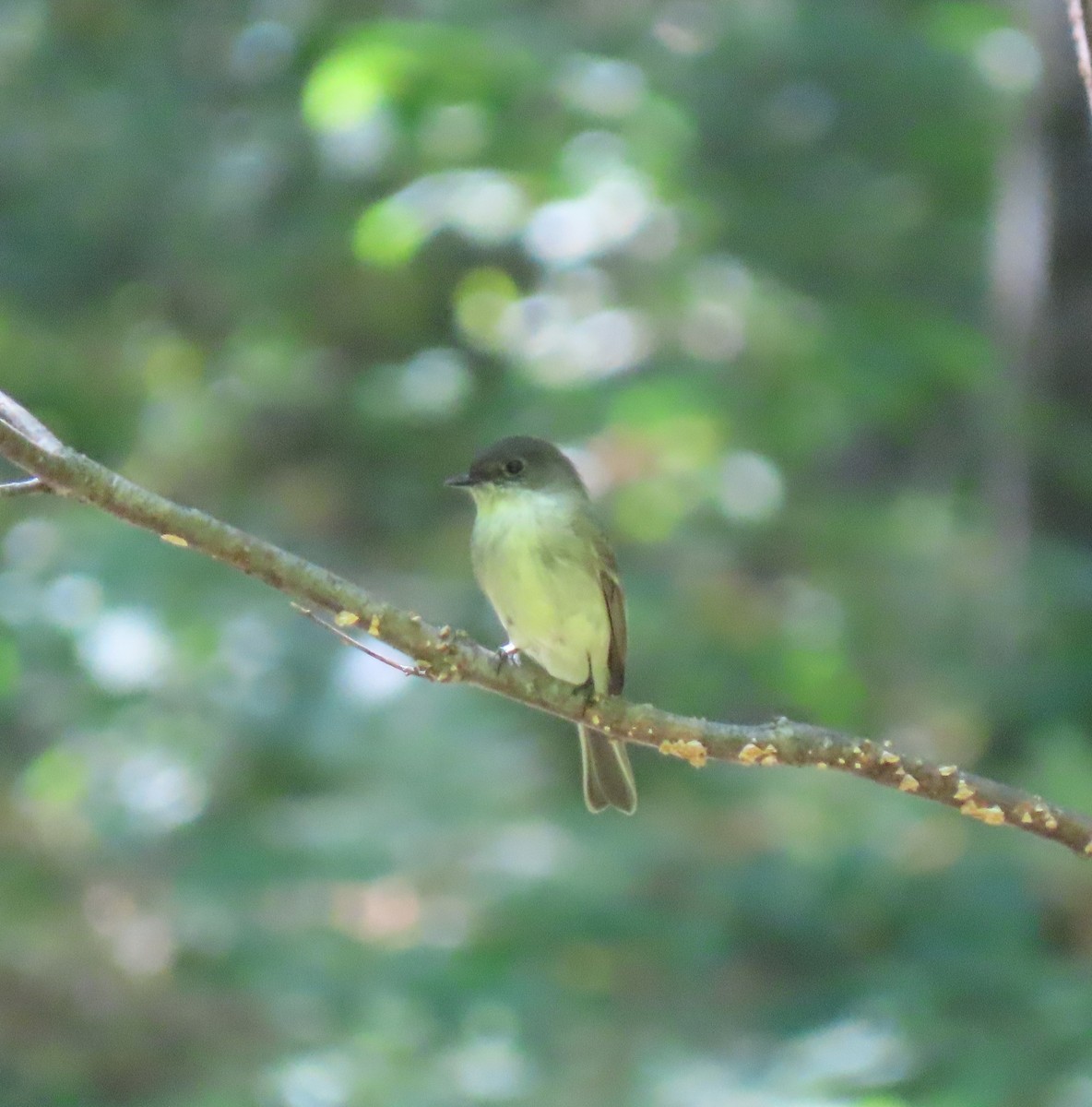 Eastern Phoebe - ML367511451