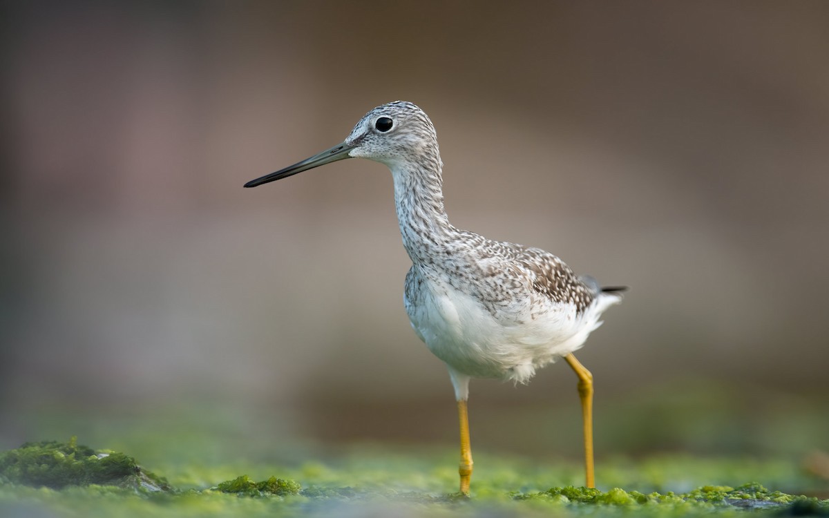 Greater Yellowlegs - ML367512671