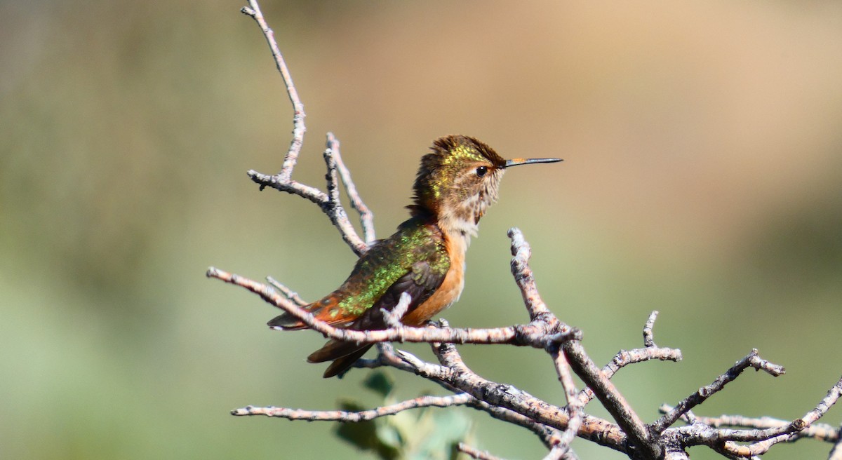 Rufous Hummingbird - ML367513191