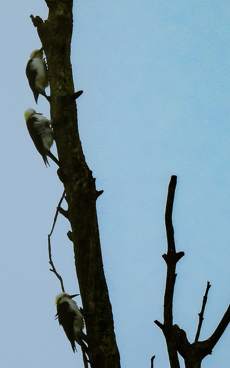 White Woodpecker - ML367513441