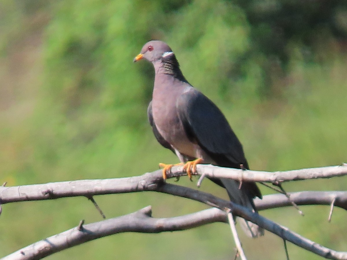 Band-tailed Pigeon - Anne (Webster) Leight