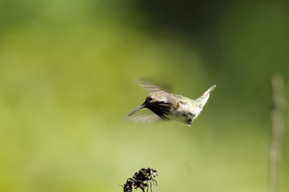 Bumblebee Hummingbird - FIDEL LÓPEZ GUZMÁN