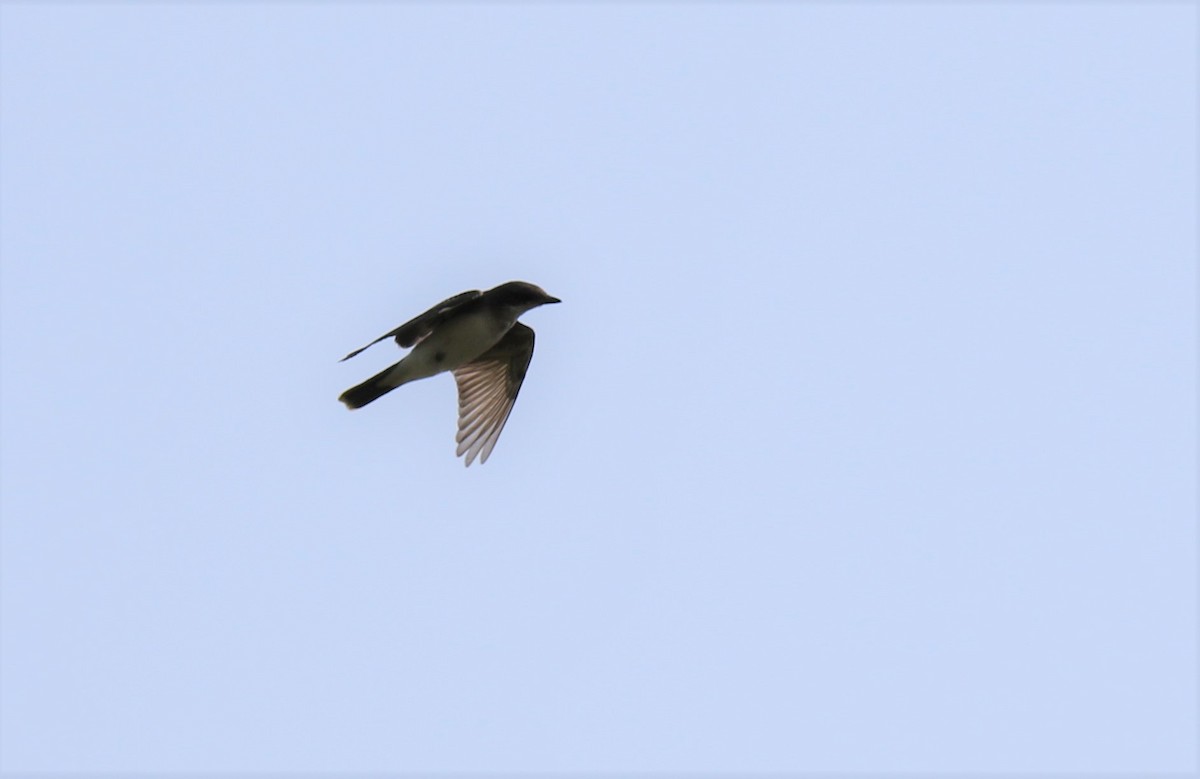 Eastern Kingbird - ML367514731