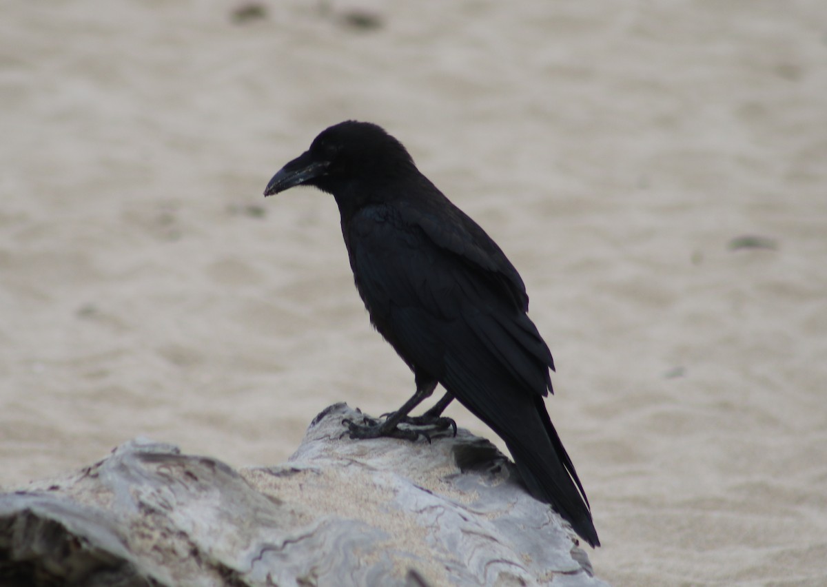 Common Raven - ML367515491