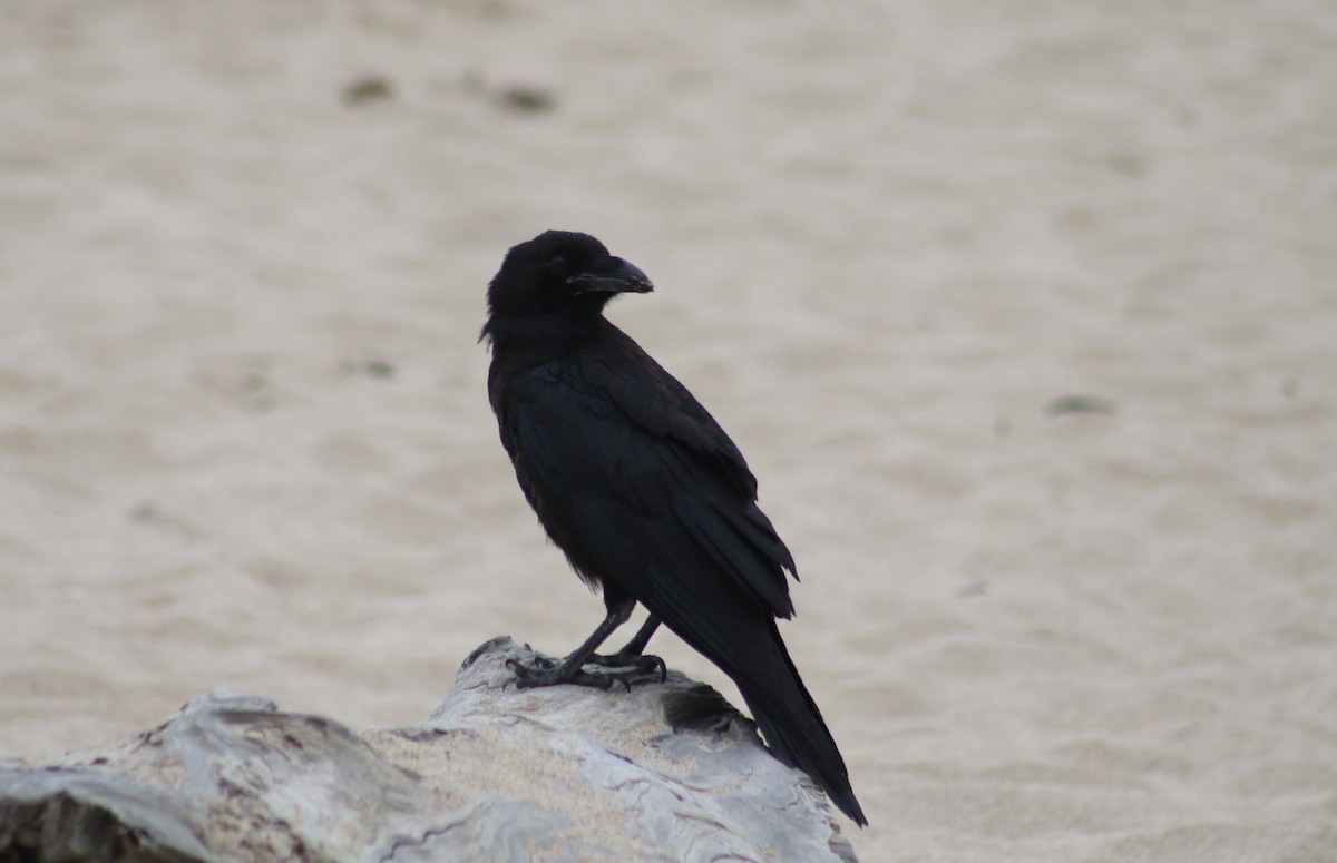 Common Raven - ML367515521