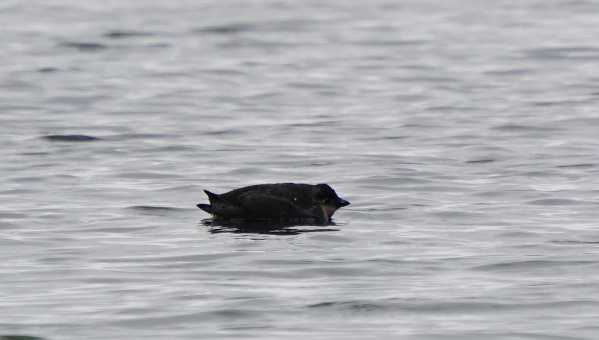 Crested Auklet - ML367517081