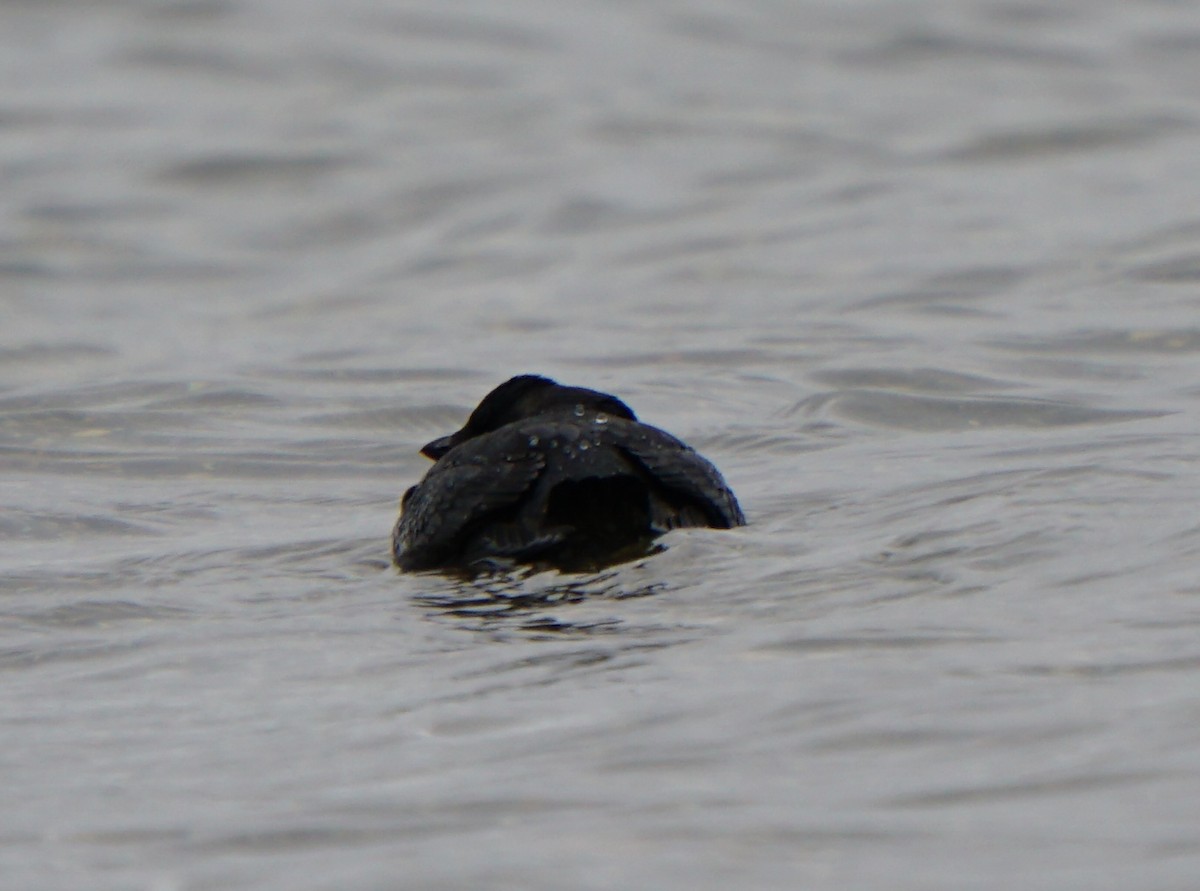 Crested Auklet - ML367517131