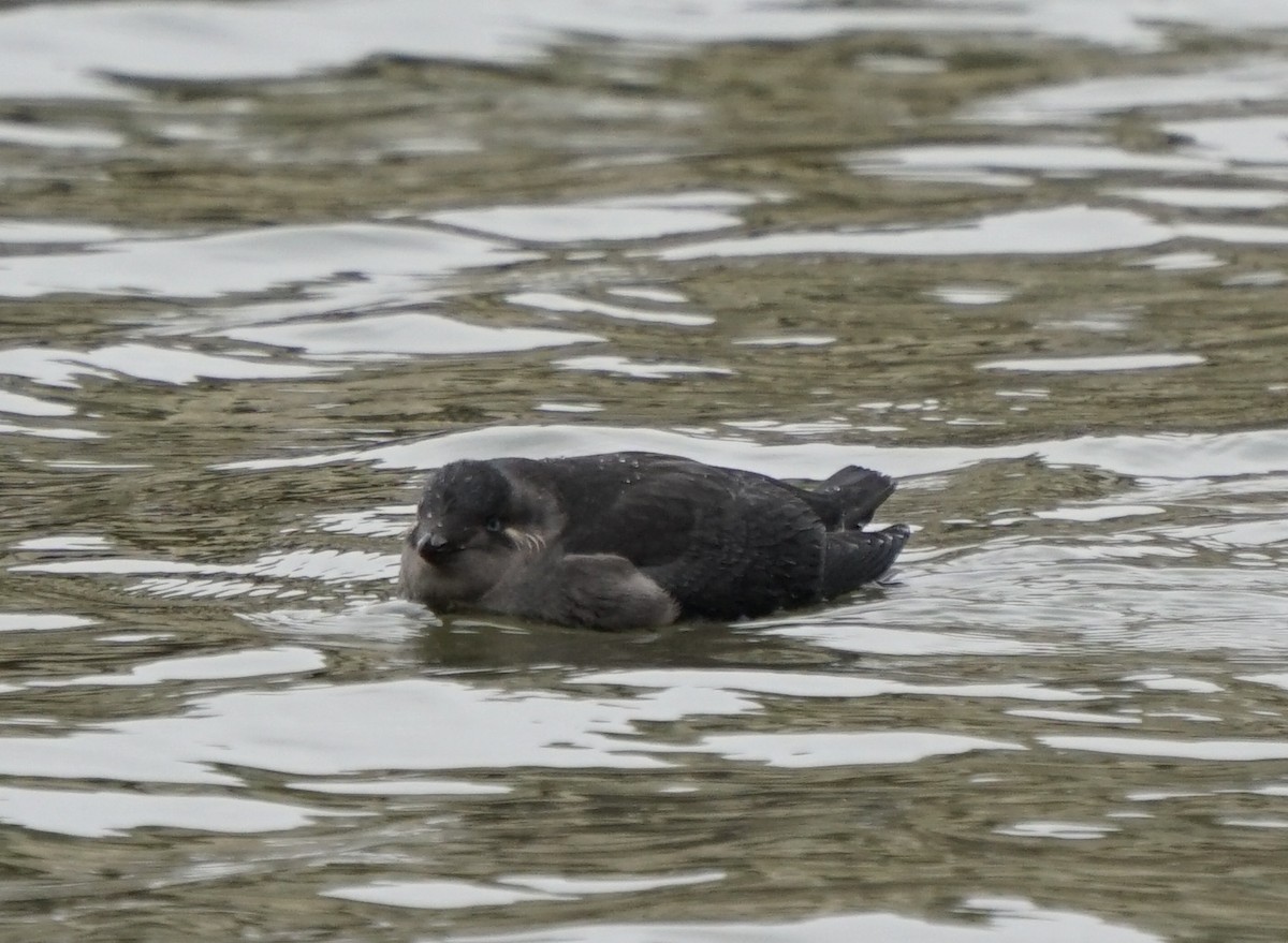 Crested Auklet - ML367517141