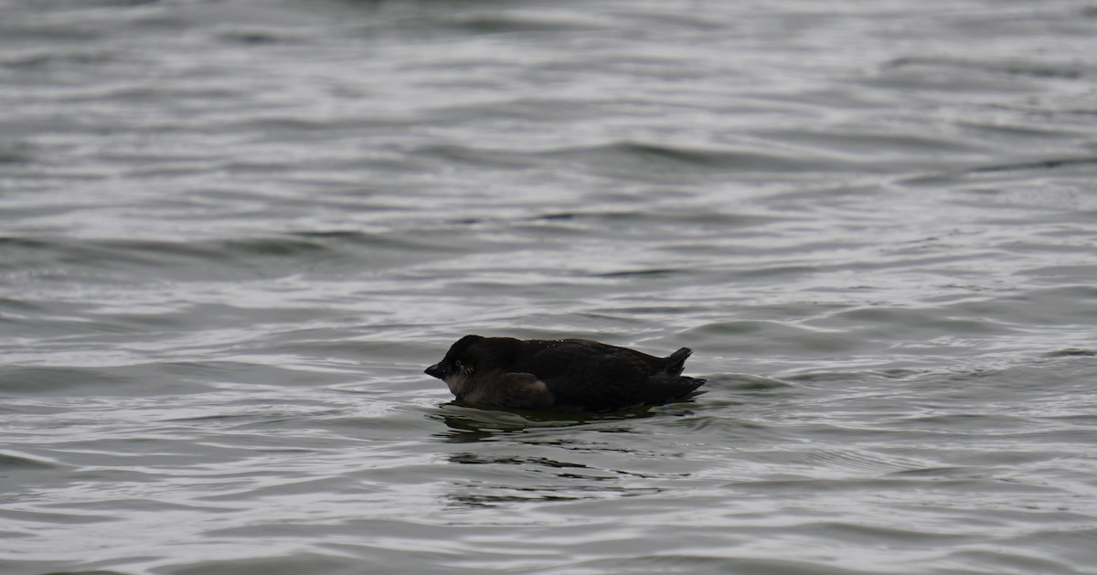 Crested Auklet - ML367517171