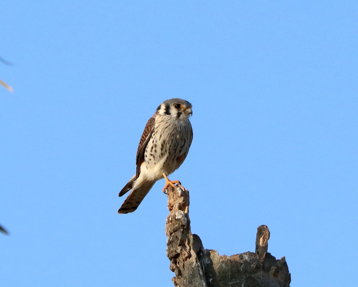 American Kestrel - ML367518321