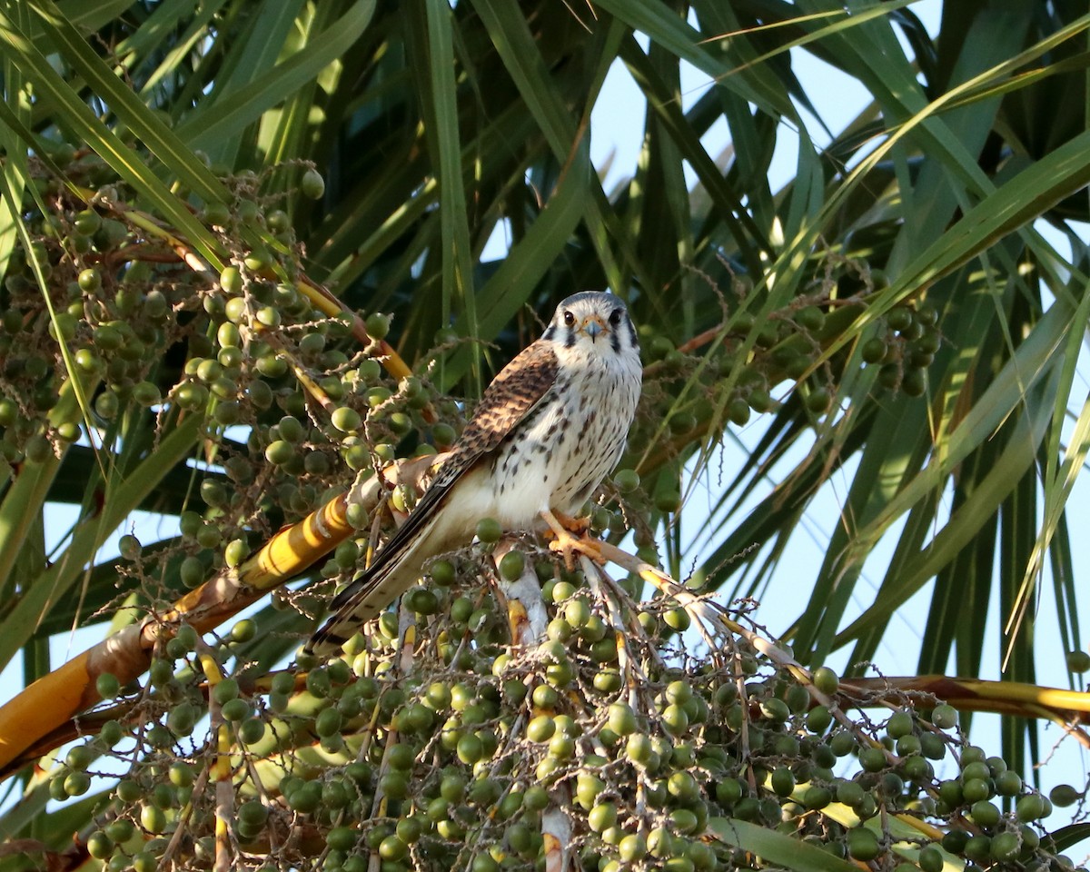 American Kestrel - ML367519011