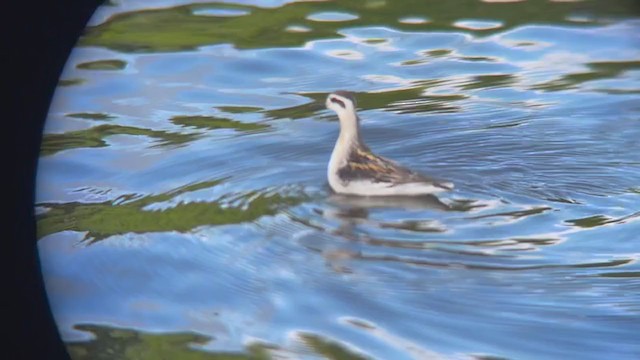 Phalarope à bec étroit - ML367521611