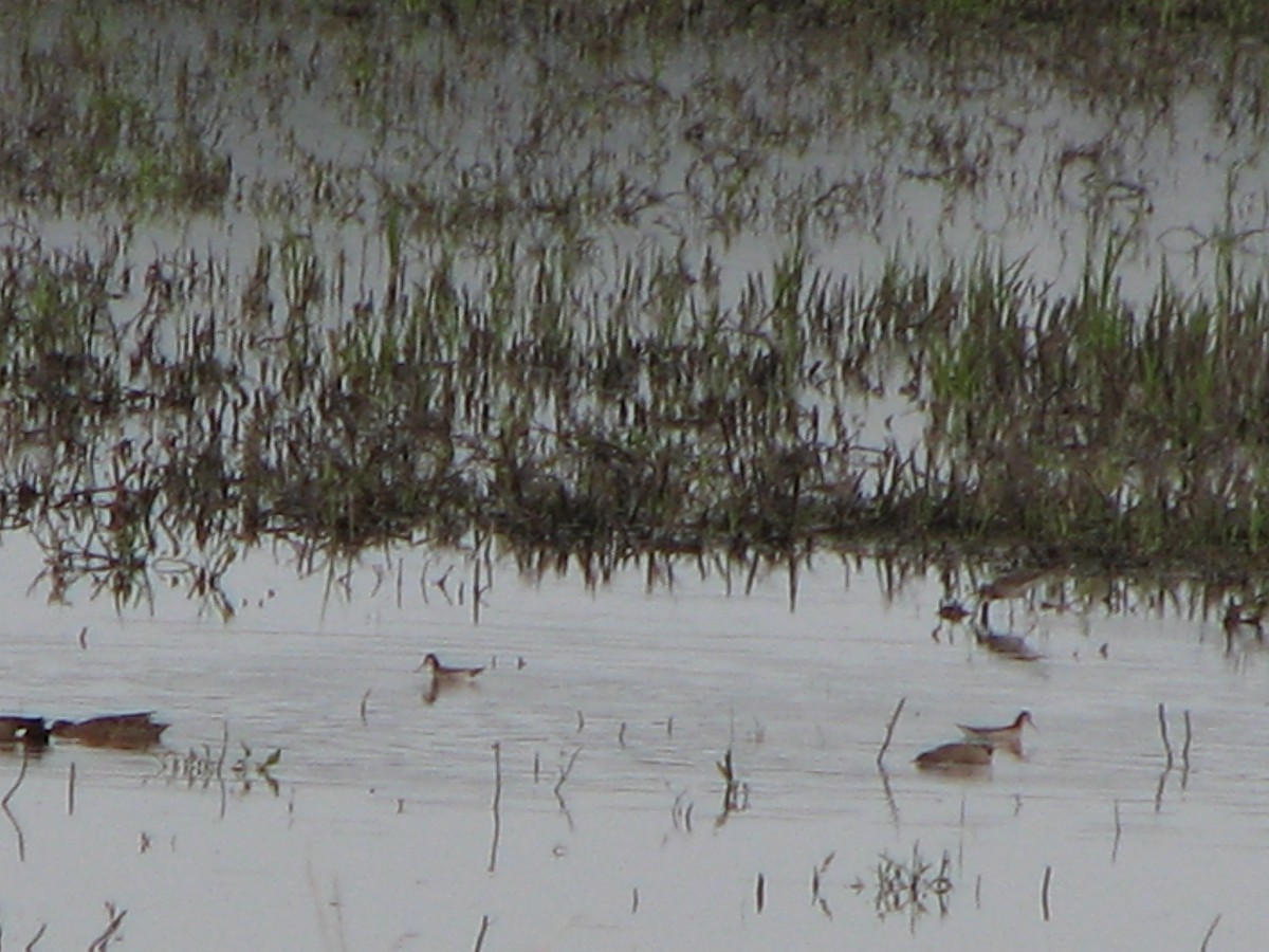 Wilson's Phalarope - ML367522591