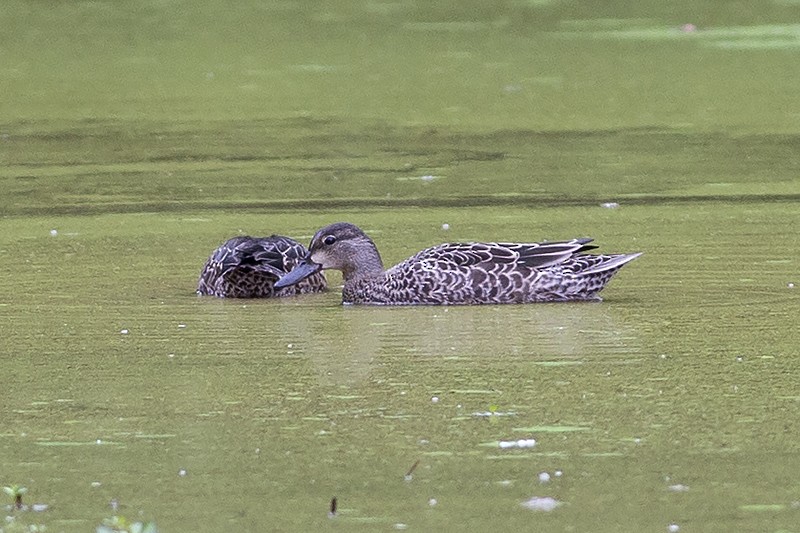 Blue-winged Teal - Martin Wall