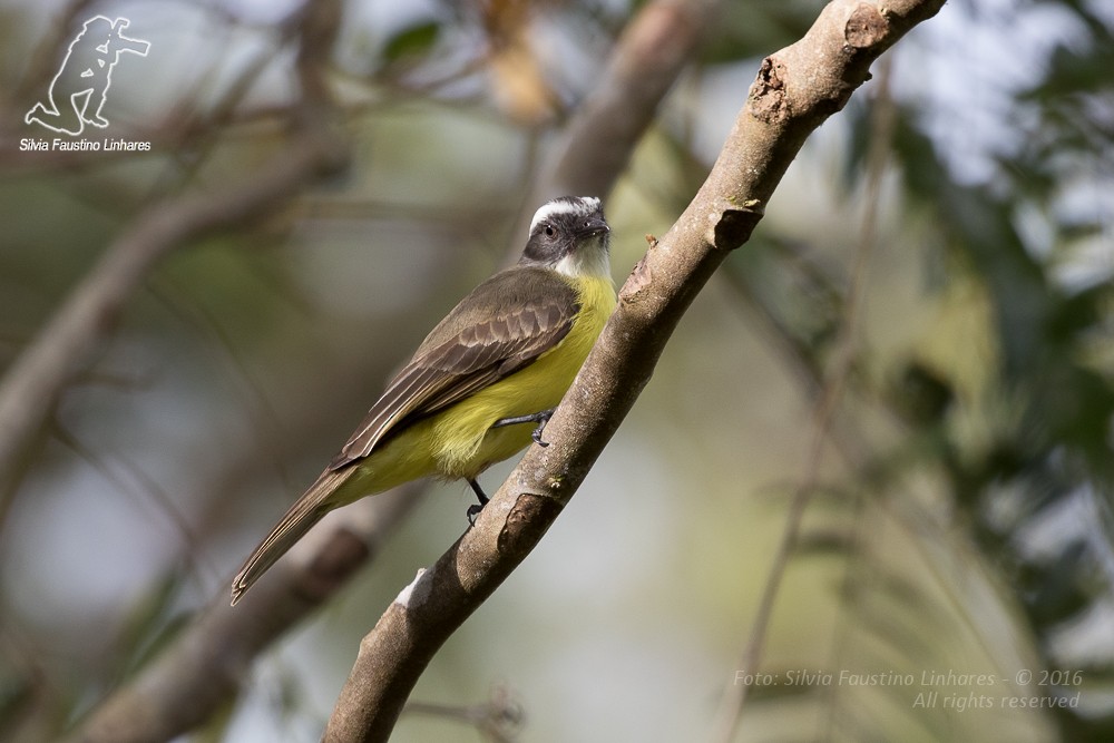 Social Flycatcher - Silvia Faustino Linhares