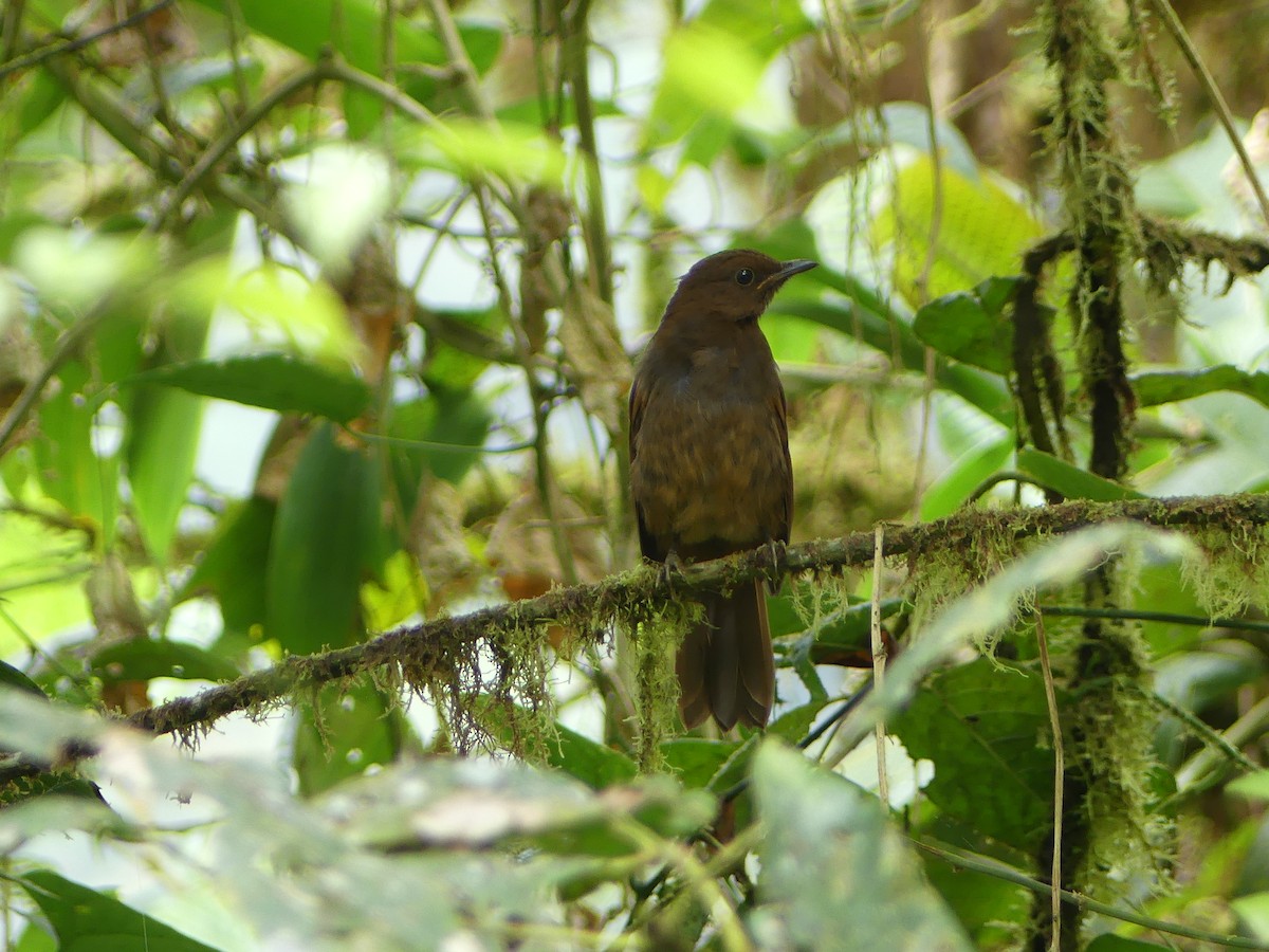 Rufous-brown Solitaire (Chestnut-throated) - ML367525771