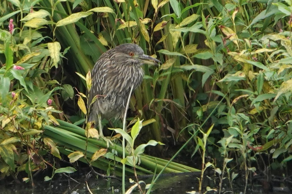 Black-crowned Night Heron - ML367526581