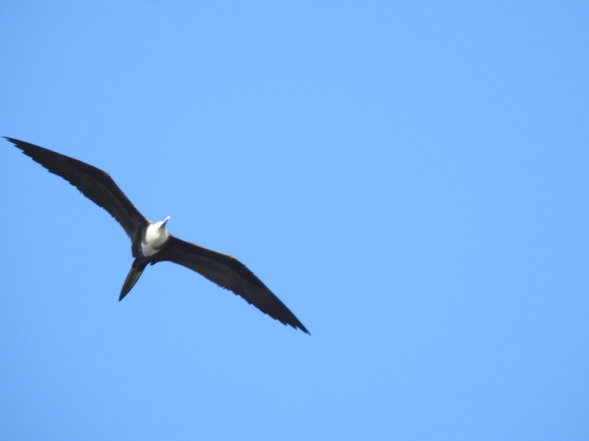 Magnificent Frigatebird - ML367526591