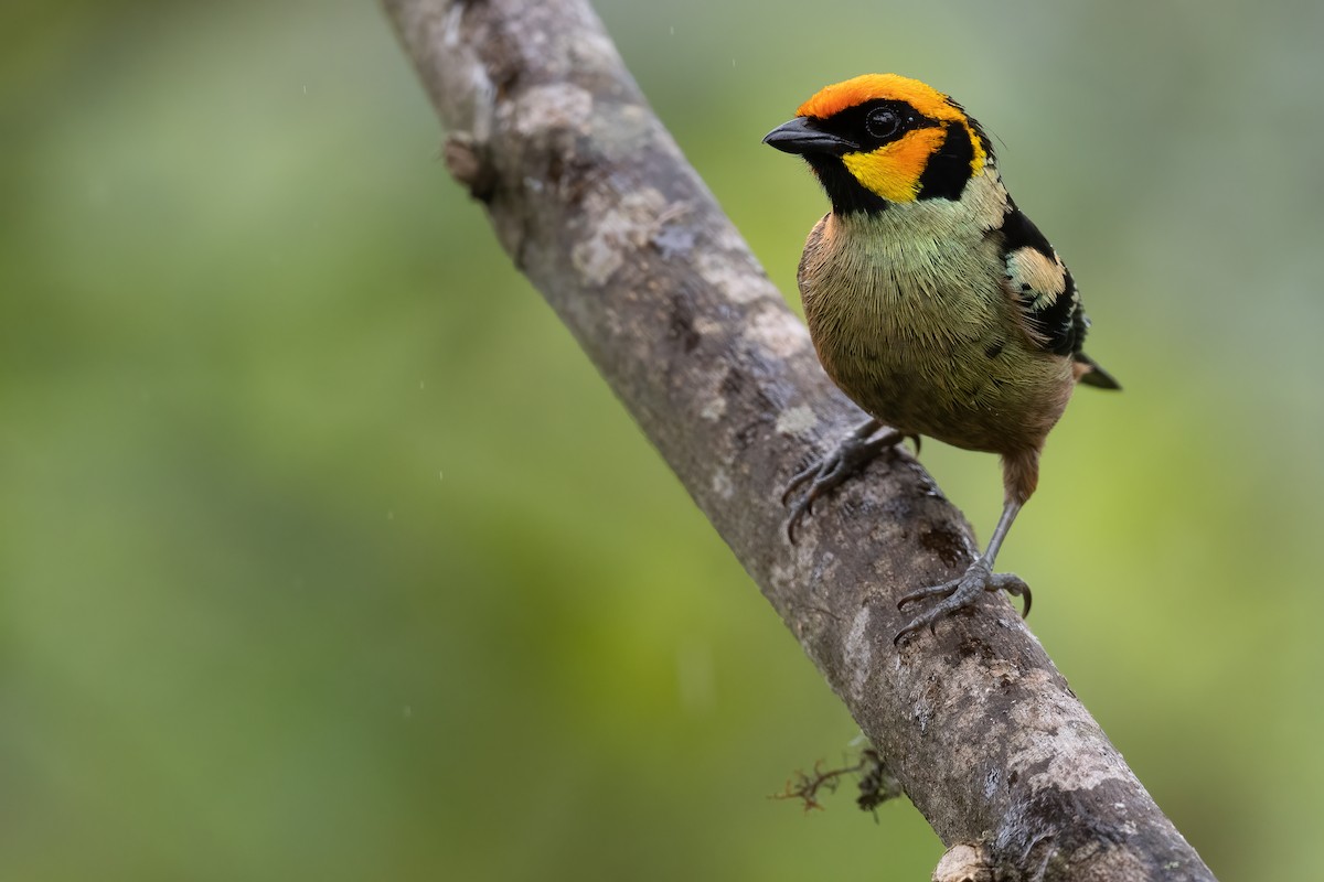 Flame-faced Tanager - Ben  Lucking