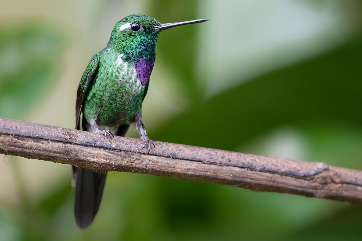 Purple-bibbed Whitetip - ML367527021