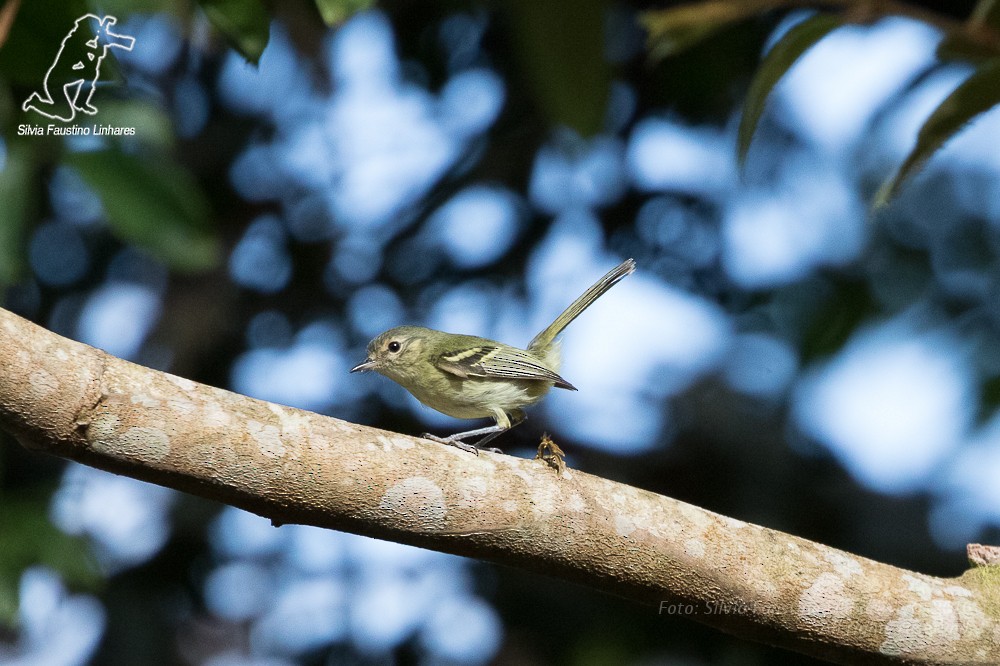 Bahia Tyrannulet - ML36752741