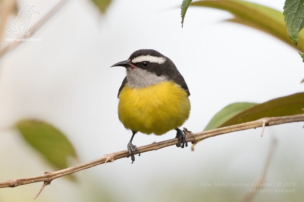 Bananaquit - ML36752781