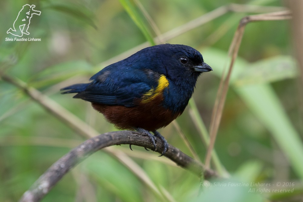 Chestnut-bellied Euphonia - Silvia Faustino Linhares