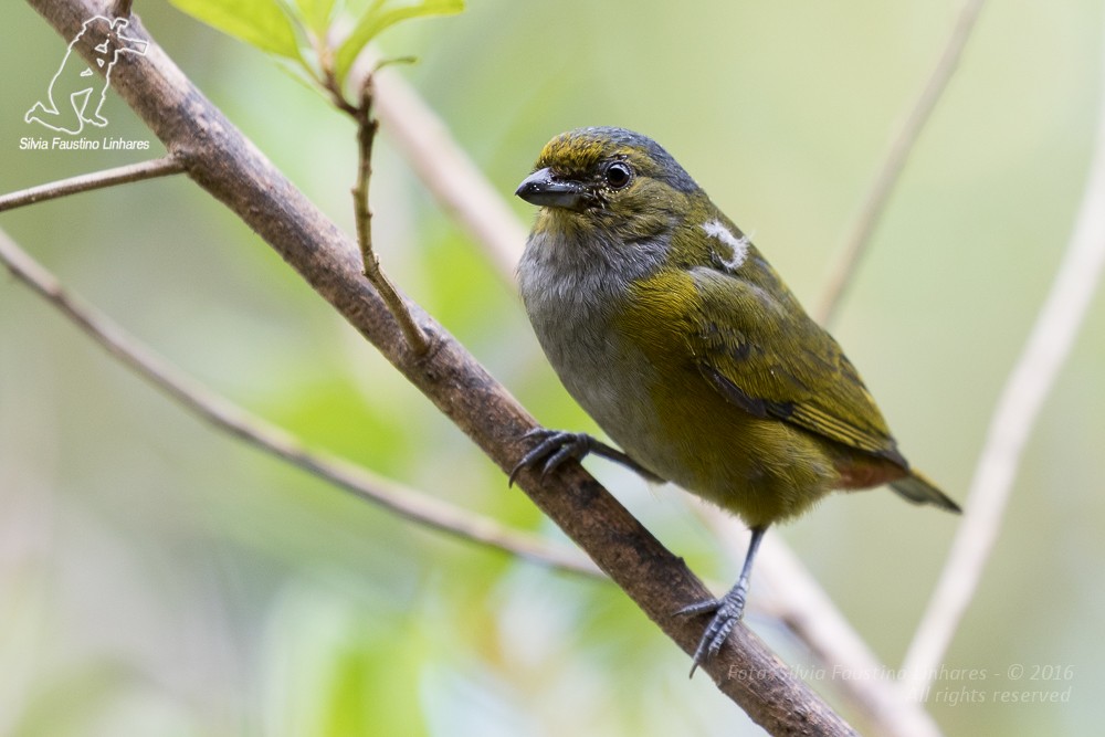 Chestnut-bellied Euphonia - Silvia Faustino Linhares