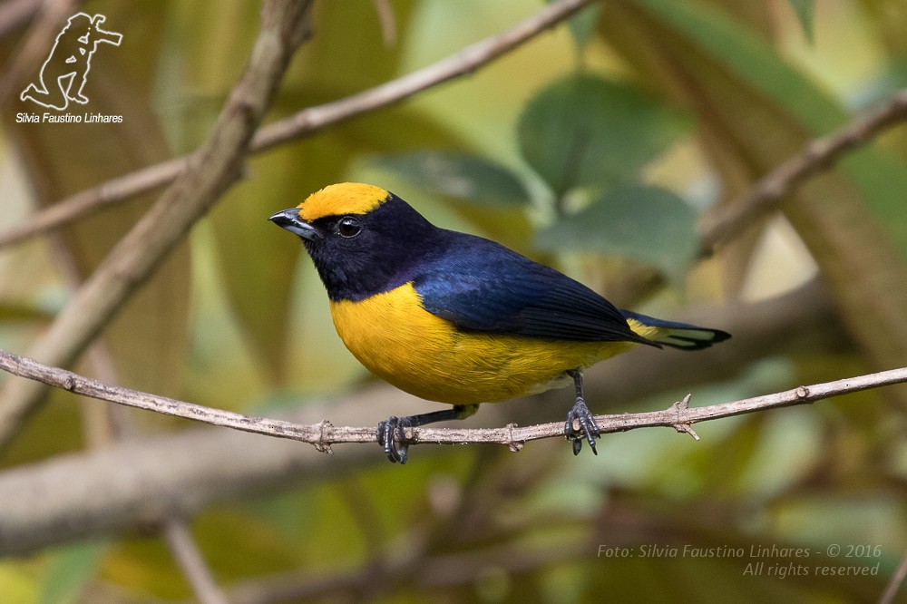 Orange-bellied Euphonia - Silvia F🪶 Linhares