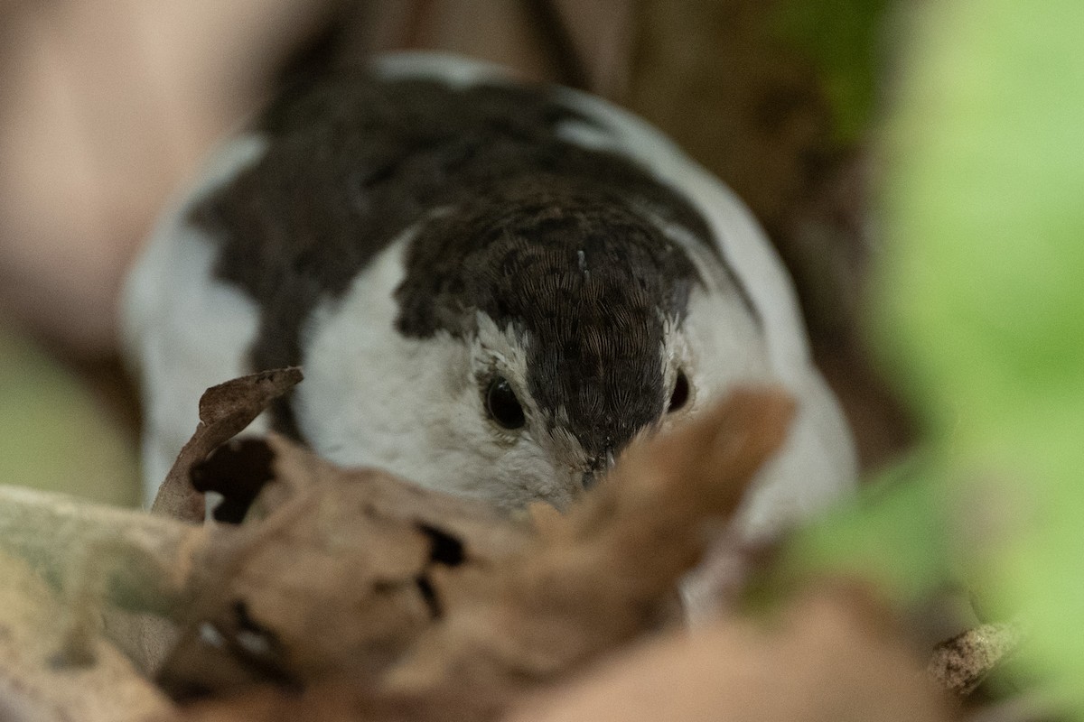 Common Quail - ML367531401