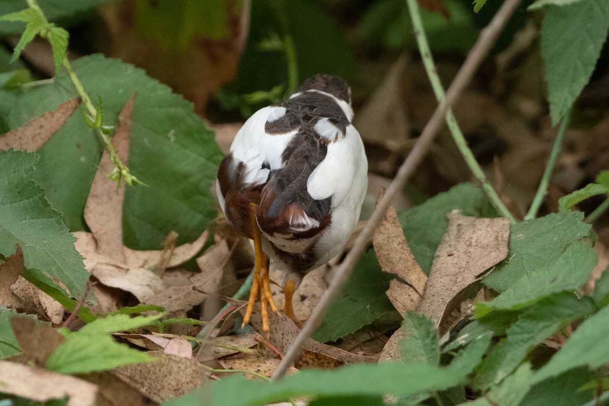 Common Quail - ML367531411