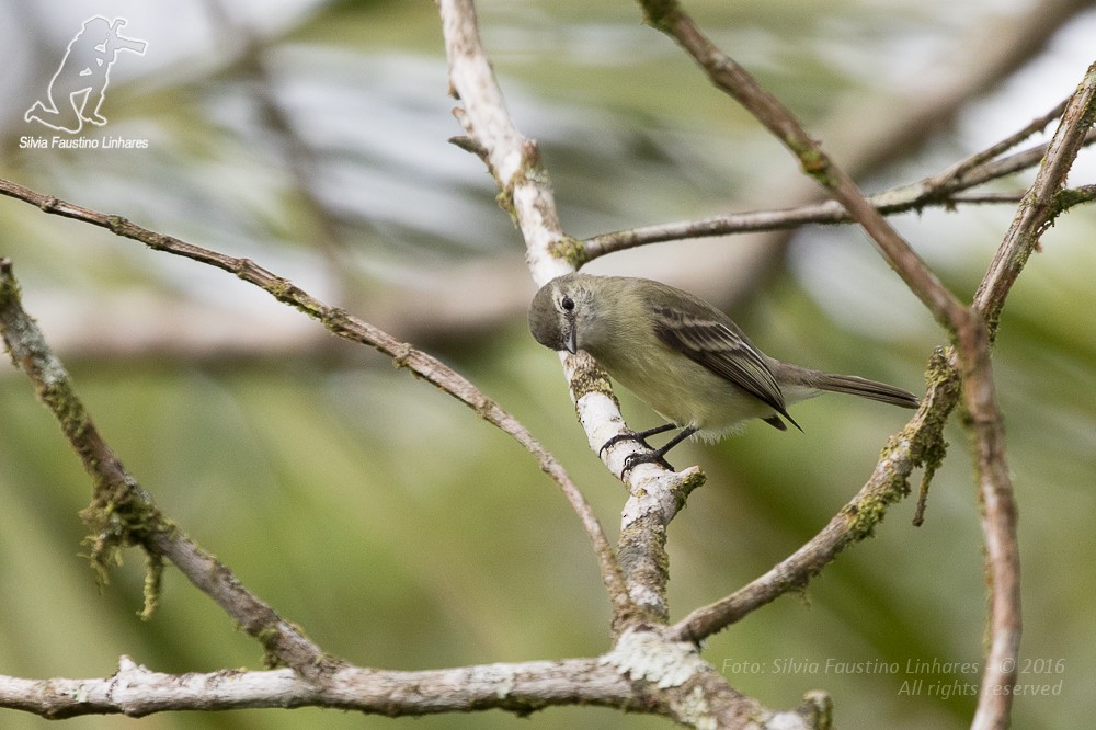 Planalto Tyrannulet - ML36753161