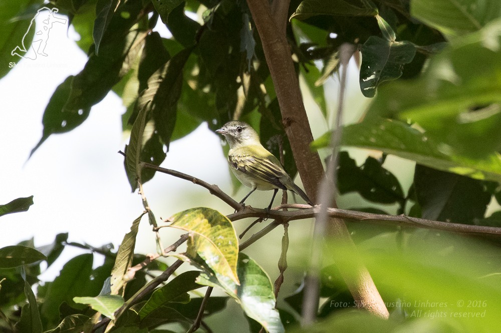 Rough-legged Tyrannulet - ML36753181