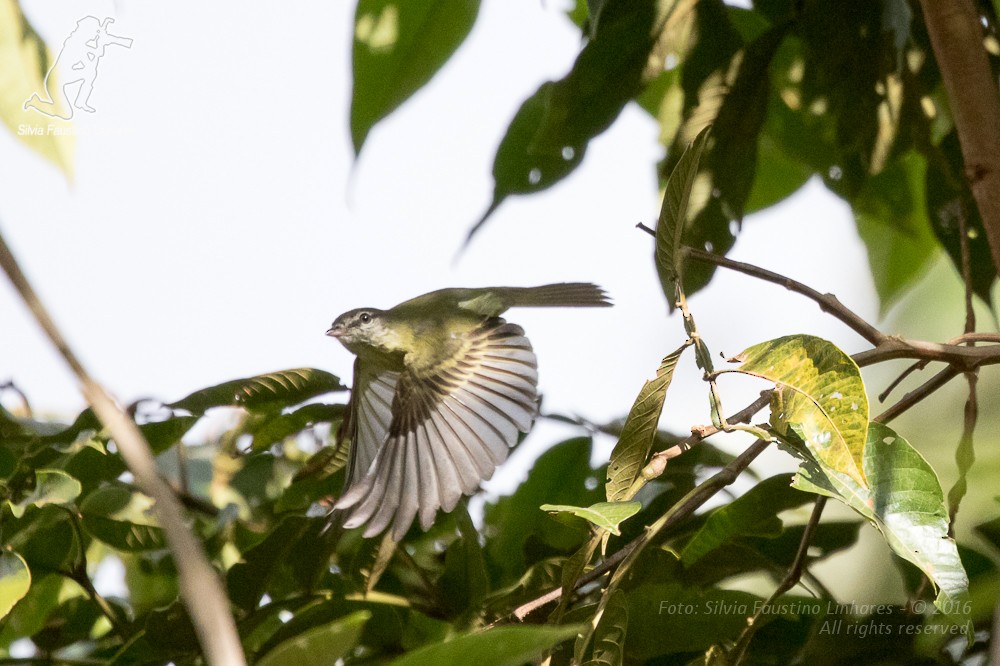 Rough-legged Tyrannulet - ML36753201