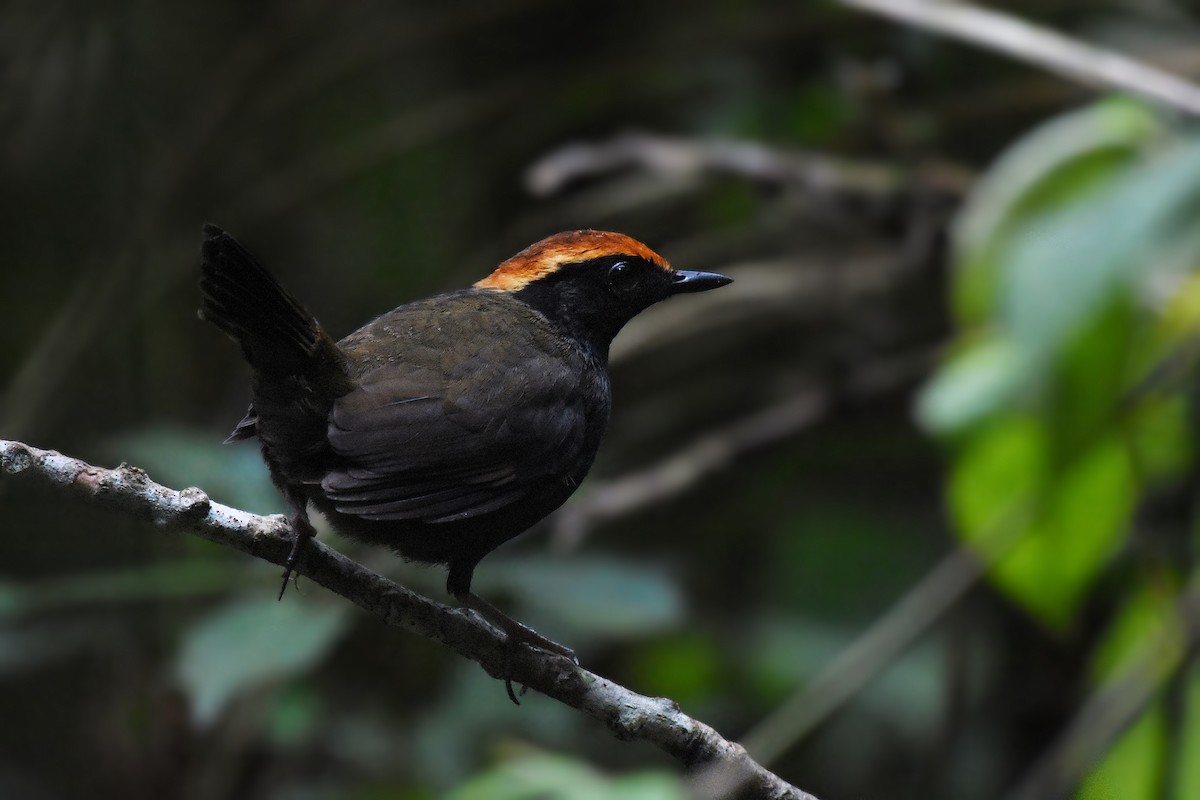 Rufous-capped Antthrush - Guilherme  Willrich