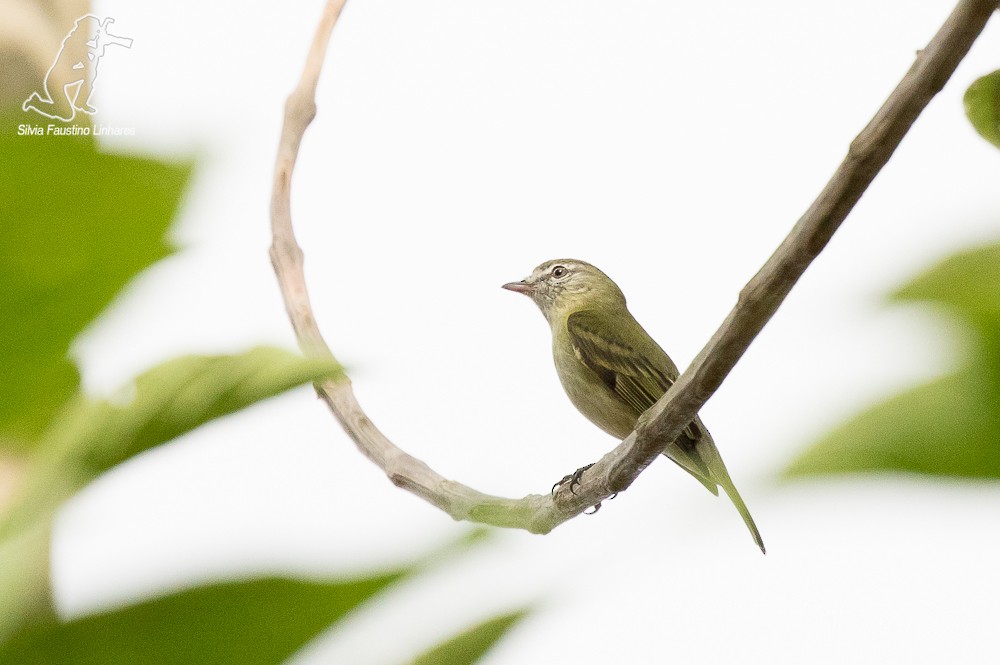 Rough-legged Tyrannulet - ML36753241