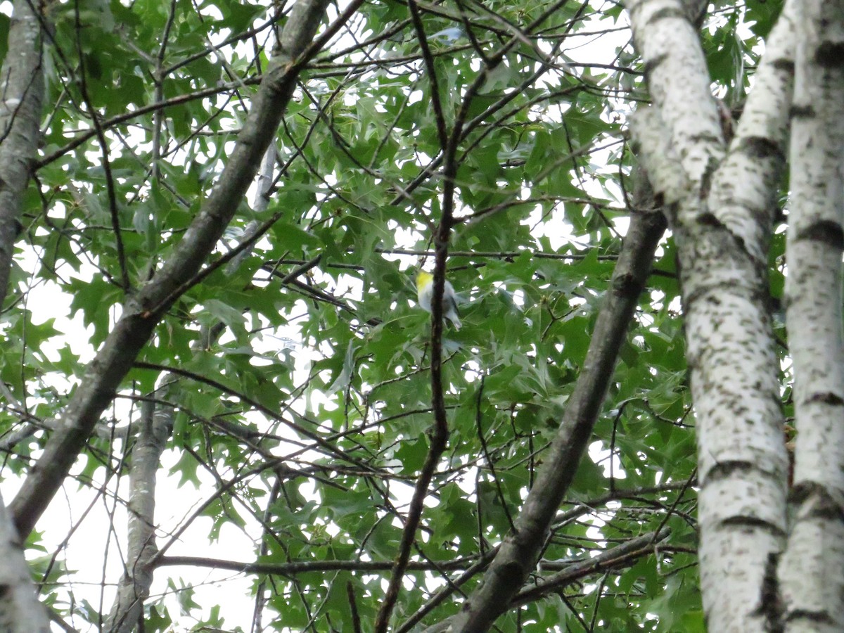 Yellow-throated Vireo - Allan Burrage