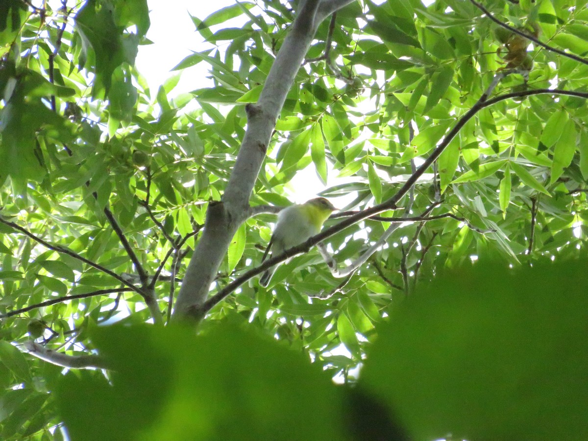 Vireo Gorjiamarillo - ML367532461