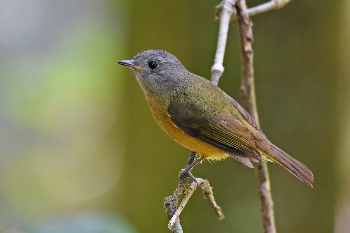 Gray-hooded Flycatcher - Guilherme  Willrich