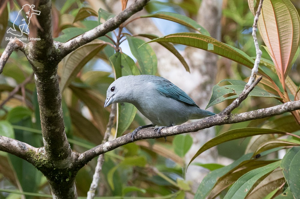 Sayaca Tanager - Silvia Faustino Linhares