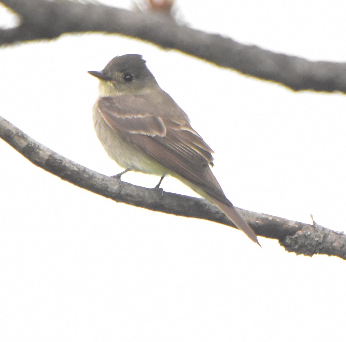 pewee sp. (Contopus sp.) - ML367532731