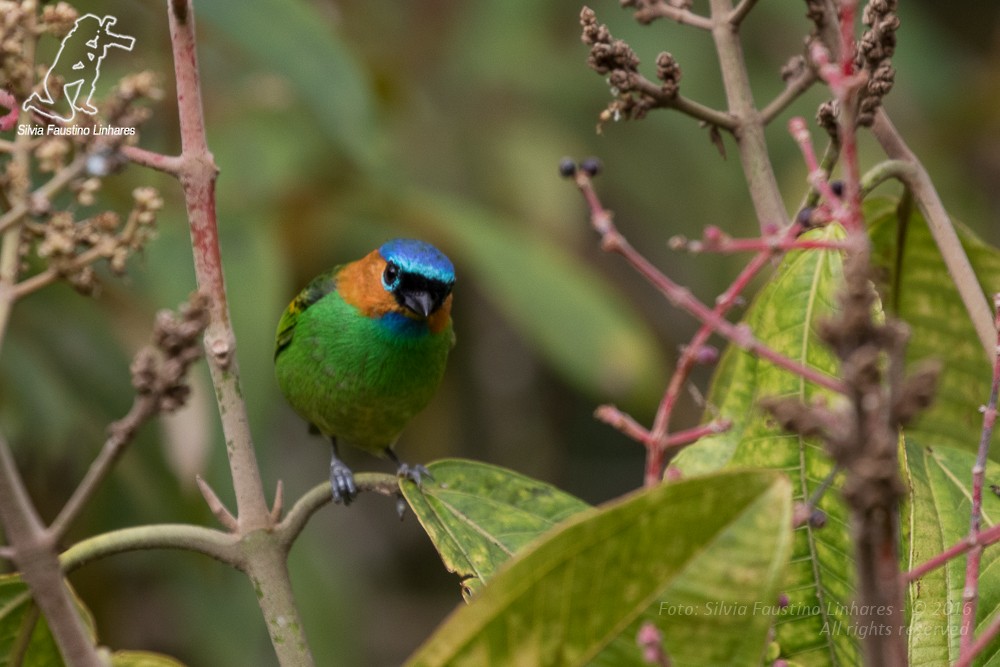 Red-necked Tanager - ML36753301
