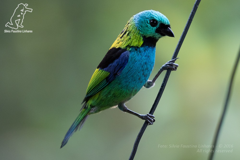 Green-headed Tanager - ML36753311