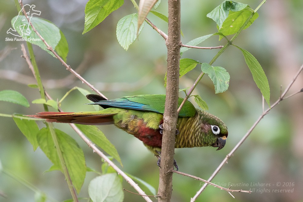 Maroon-bellied Parakeet - ML36753321