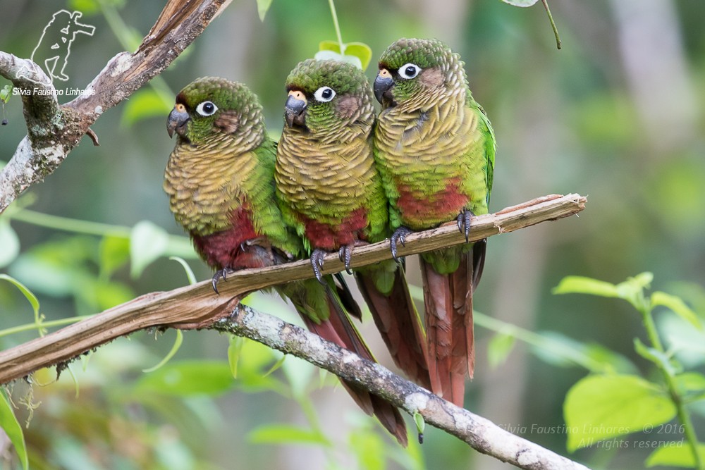 Maroon-bellied Parakeet - ML36753331