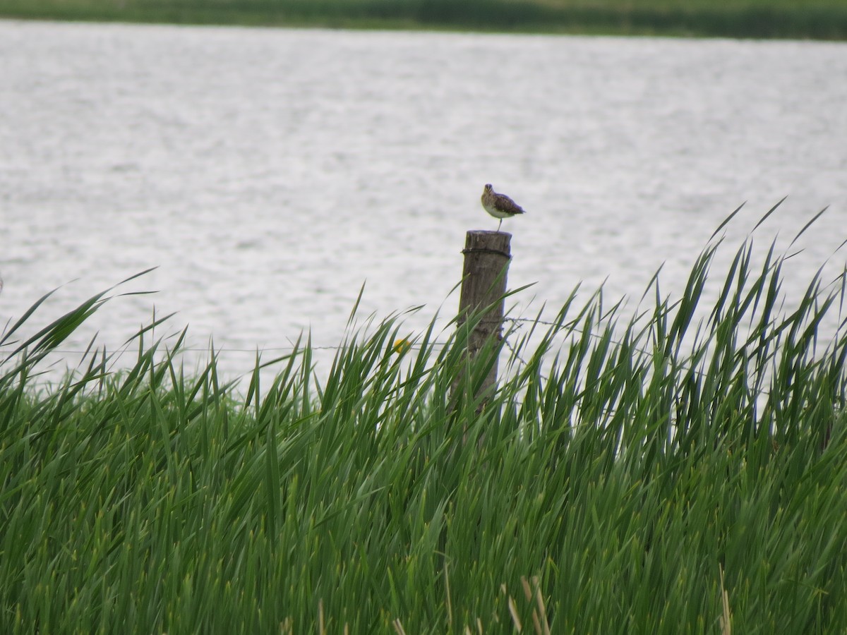 Wilson's Snipe - ML367535541