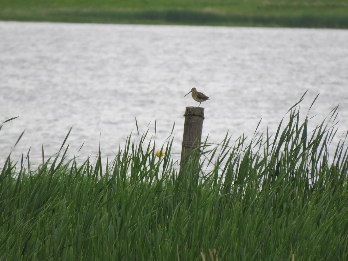 Wilson's Snipe - ML367535561