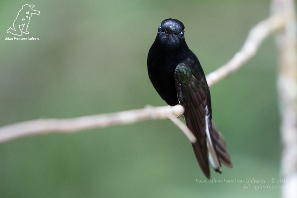 Black Jacobin - ML36753731